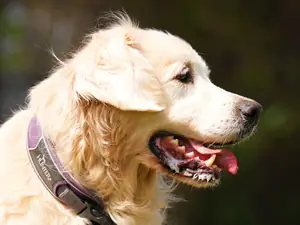 Bailey – Golden Retriever, männlich, 8 Jahre, 90537 Feucht – zur Adoption