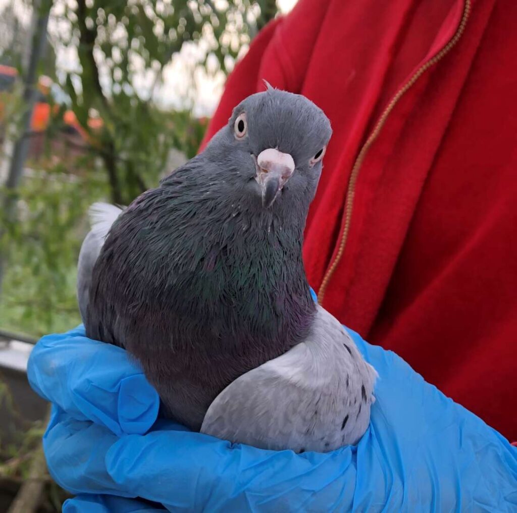 Herbert