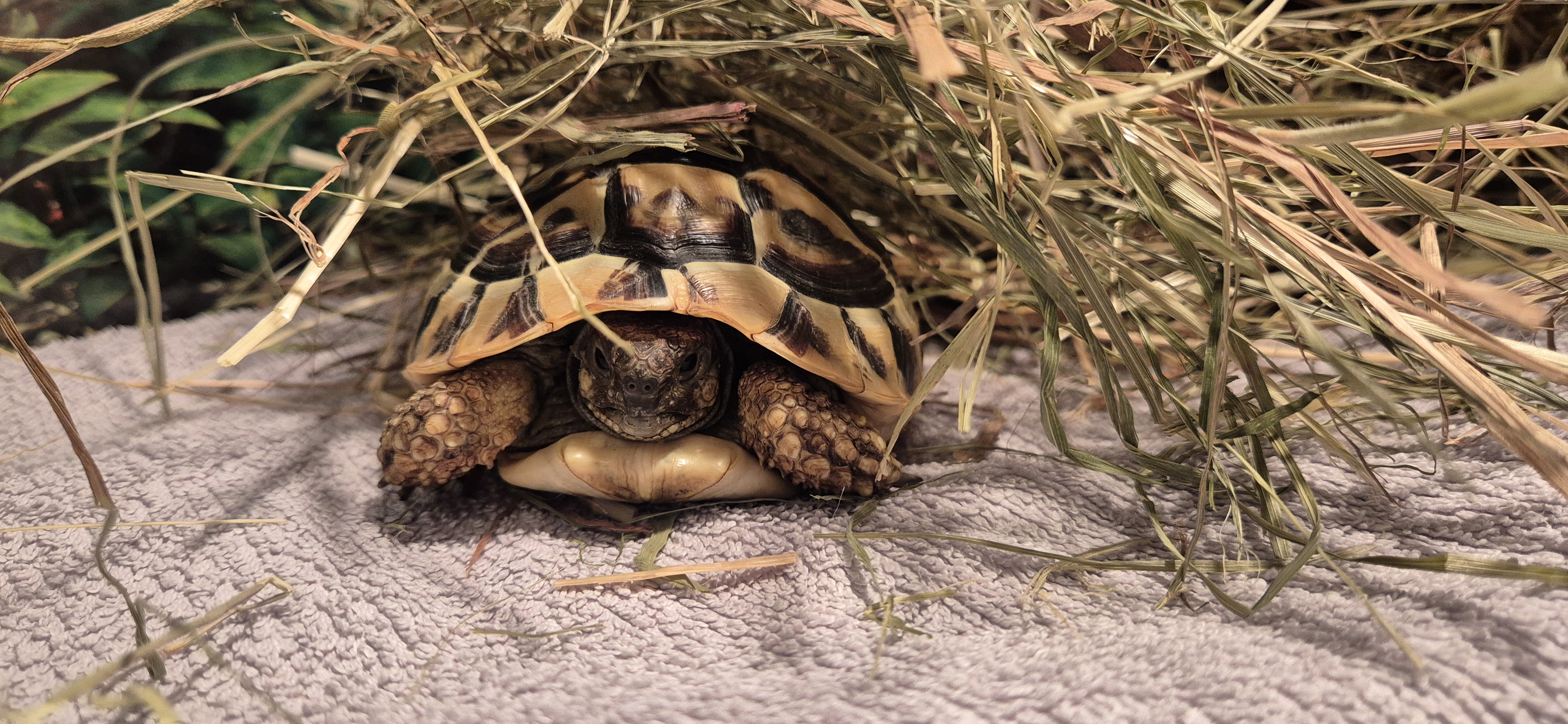 Ying// *Reserviert* – Vierzehen- Landschildkröte, männlich, 50969 Köln-Zollstock – zur Adoption