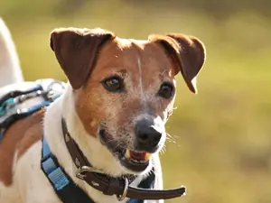 Jette – Jack Russell, weiblich, 4 Jahre, 90537 Feucht – zur Adoption