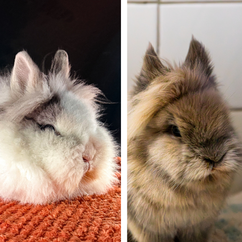 Felix und Mimi