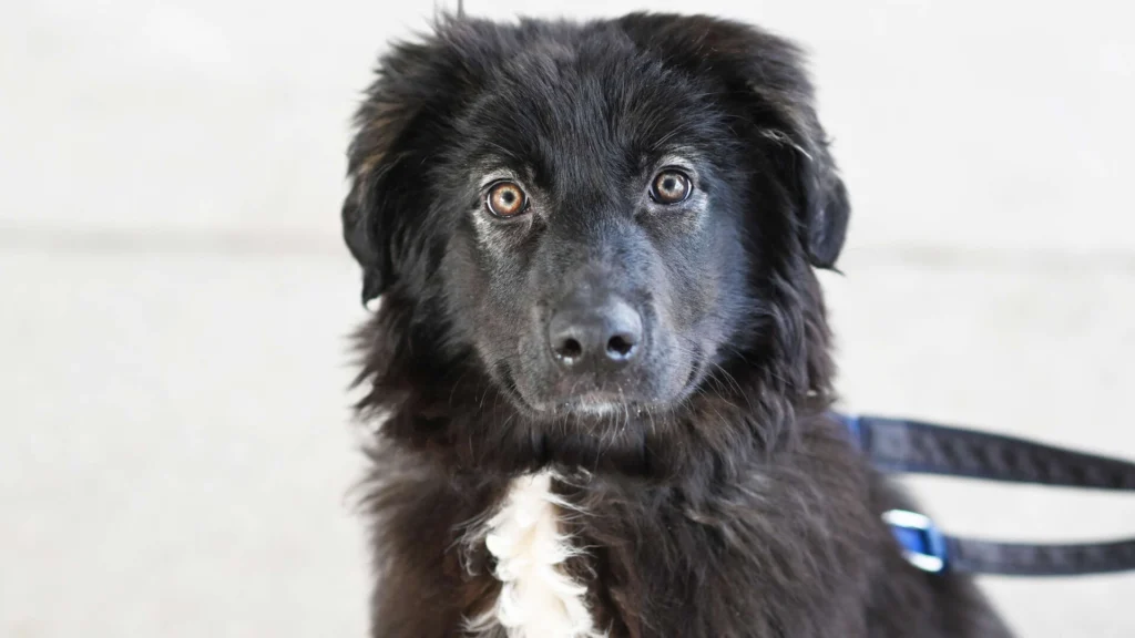 Fenja – Mischling (Herdenschützer), weiblich, 5 Monate, 13057 Berlin – zur Adoption