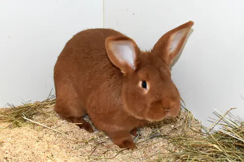 Felix