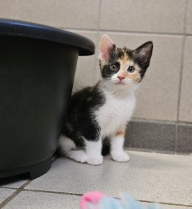 Ginny