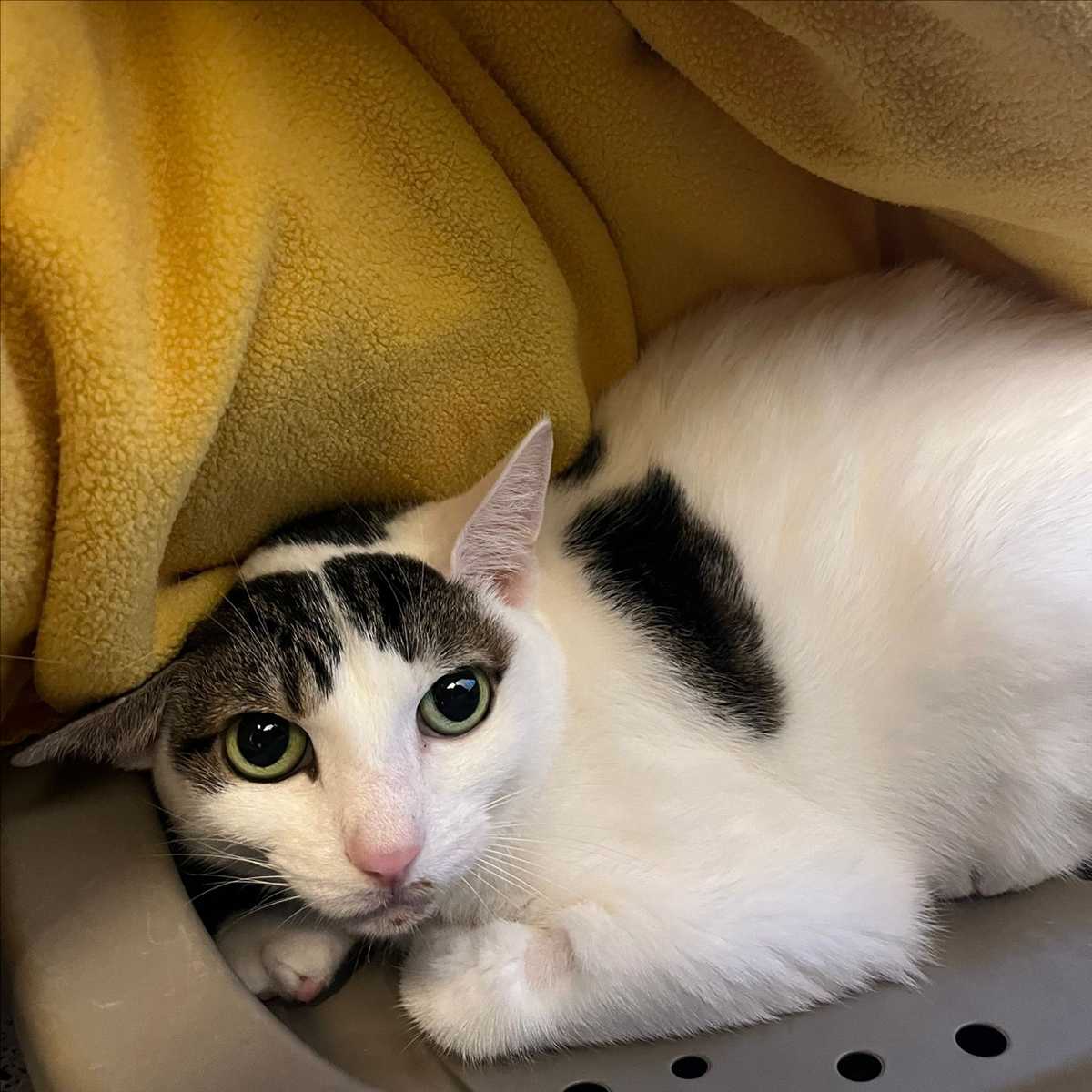 LEO