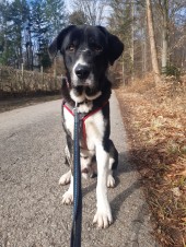 Buddy