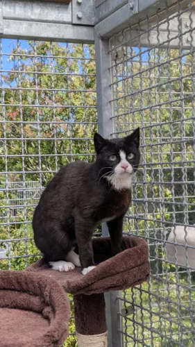 Hanno – EKH, männlich, 26389 Wilhelmshaven – zur Adoption