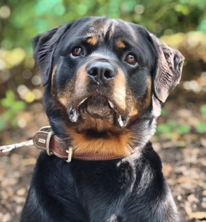 Kimbo