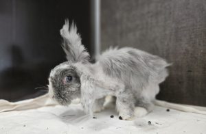 Miss Bunny