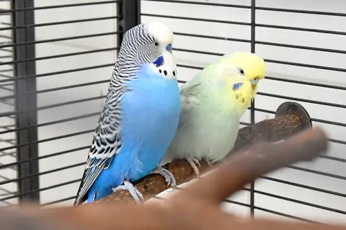 Coco und Mausi