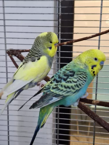 Kiwi & Smoky