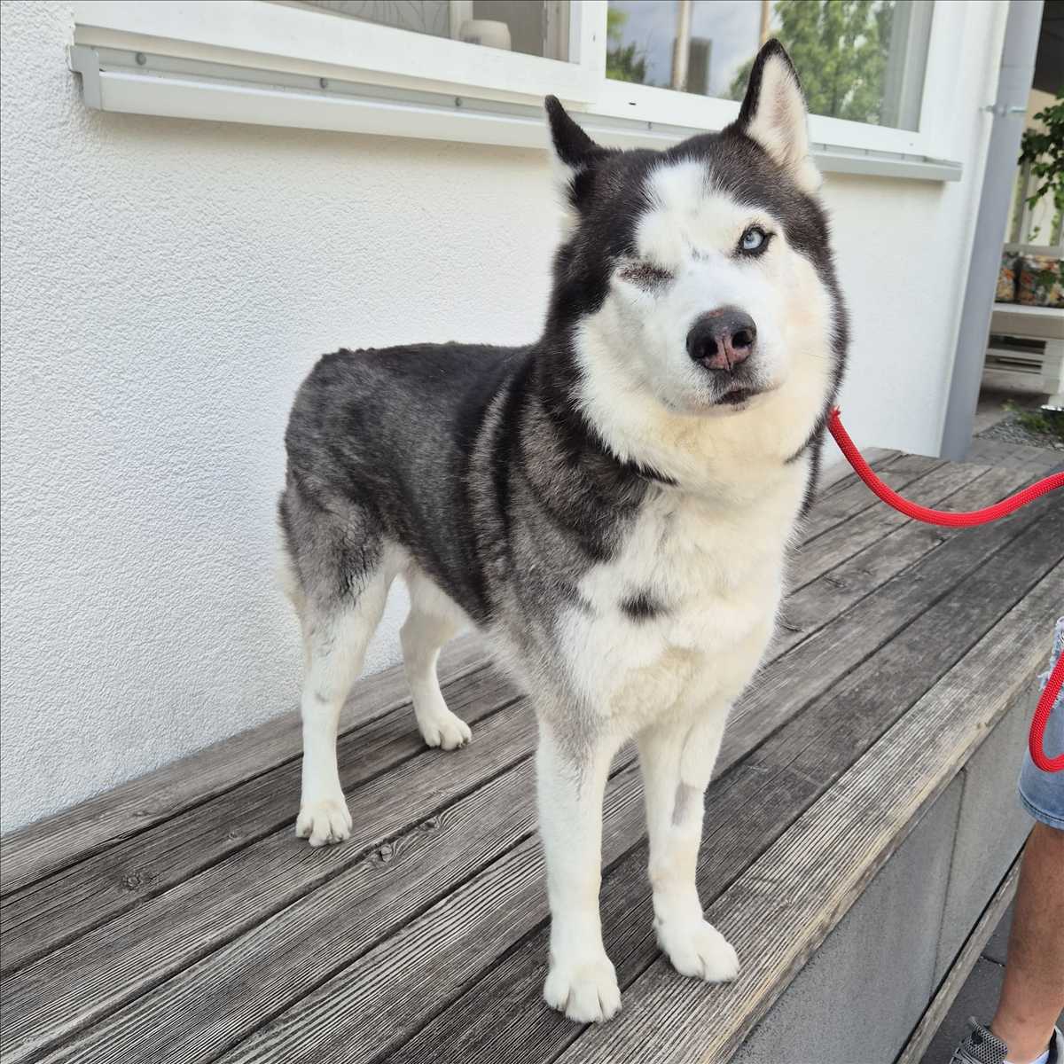 LEO