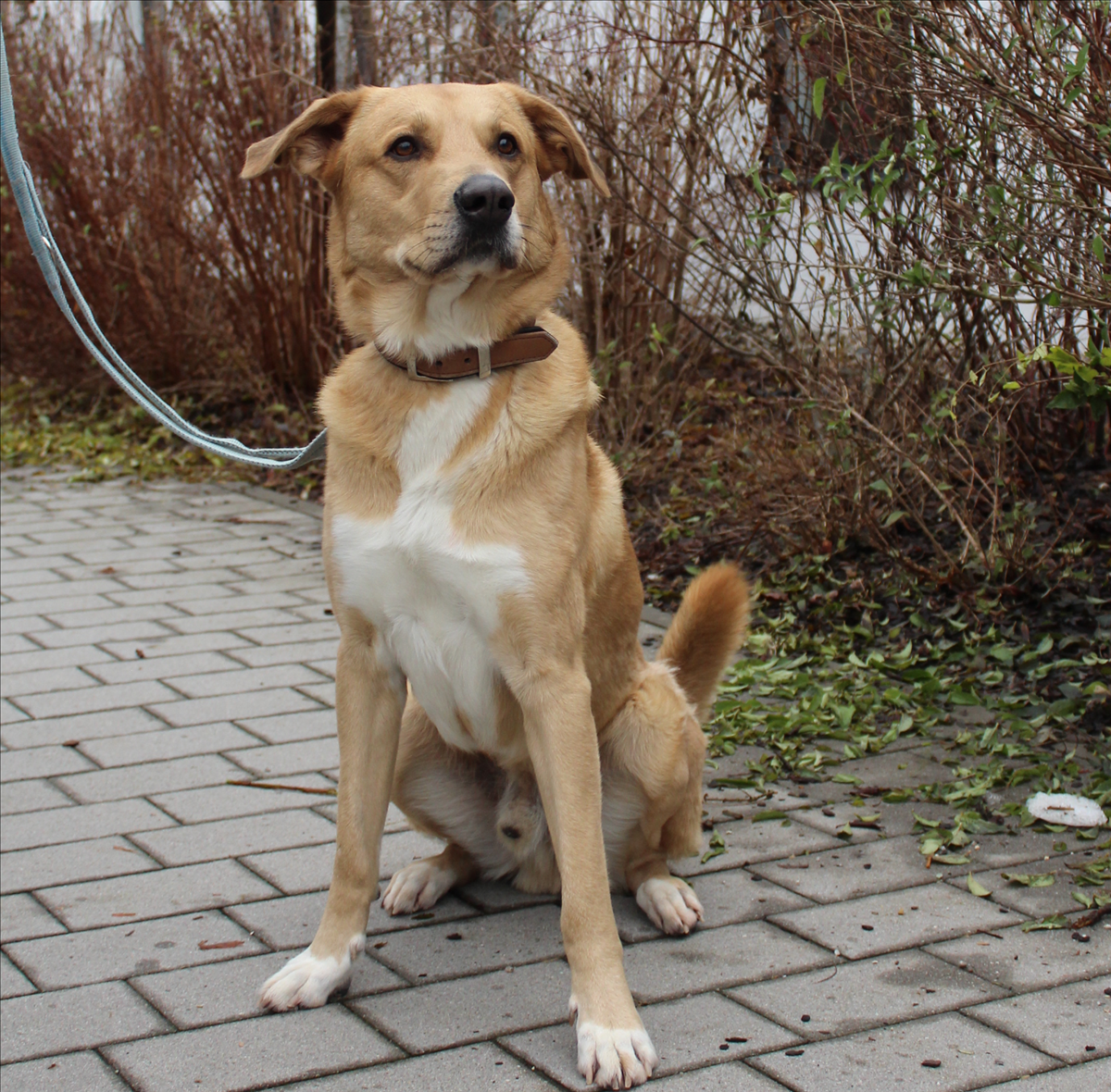 HARALD