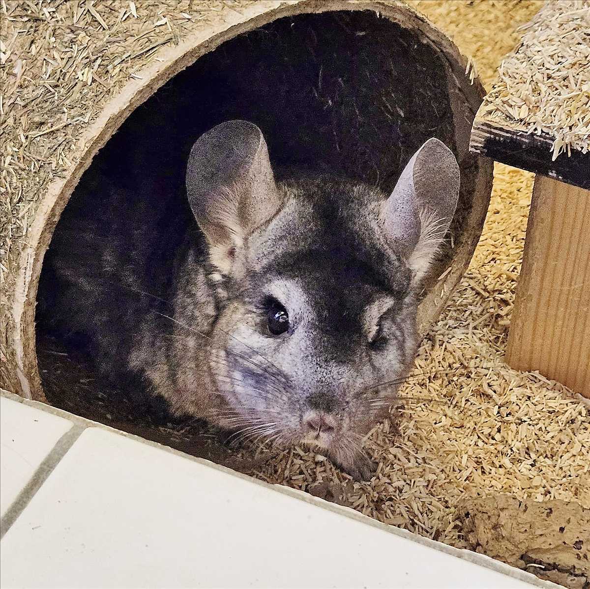 LOUISE
