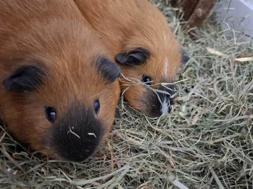 Wolki & Tapsi