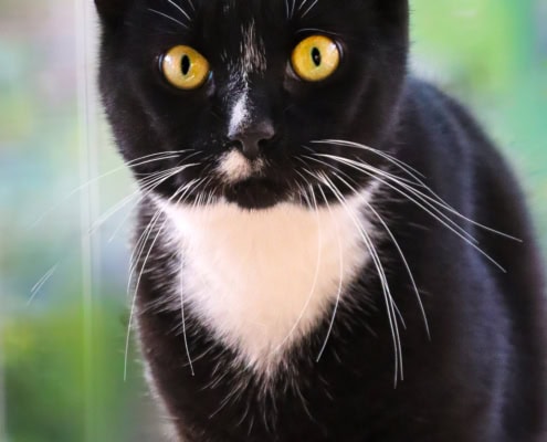 Carlo