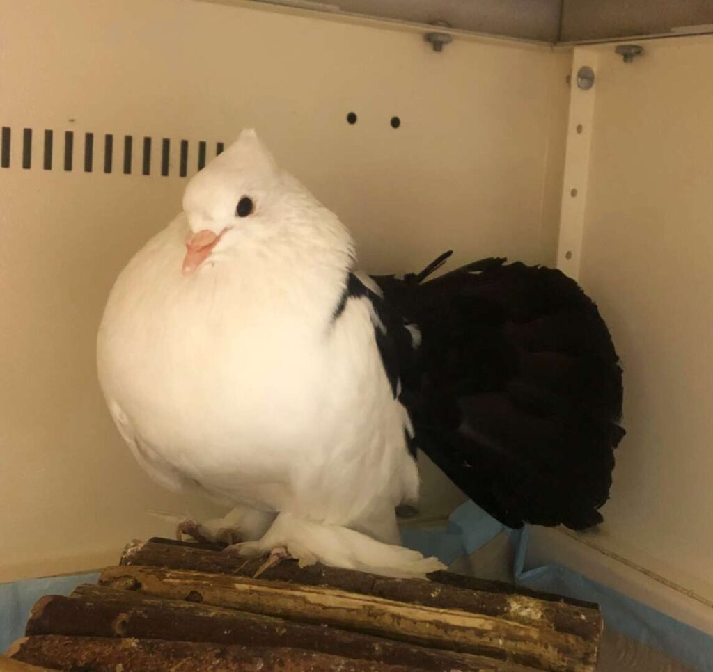 Oreo