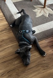 Zula