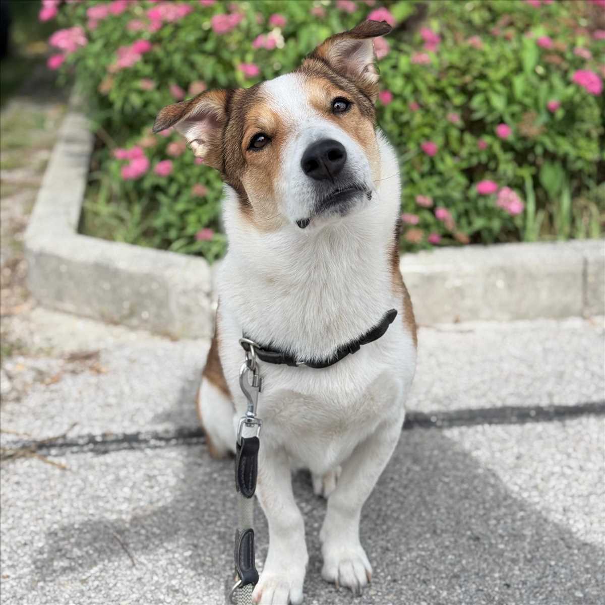 OSKAR