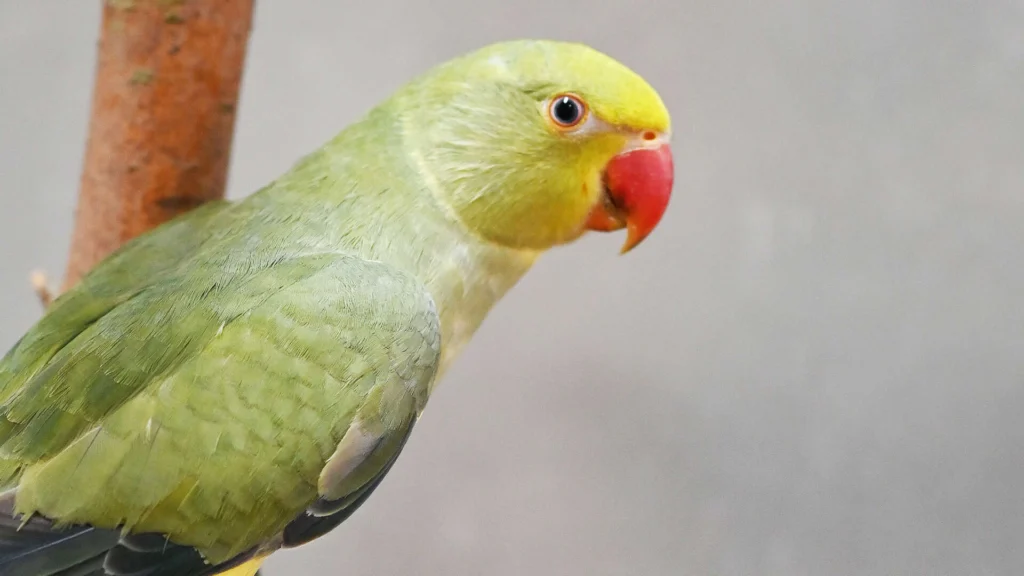 Raj