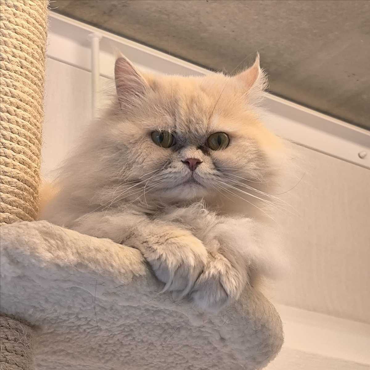 TEDDY