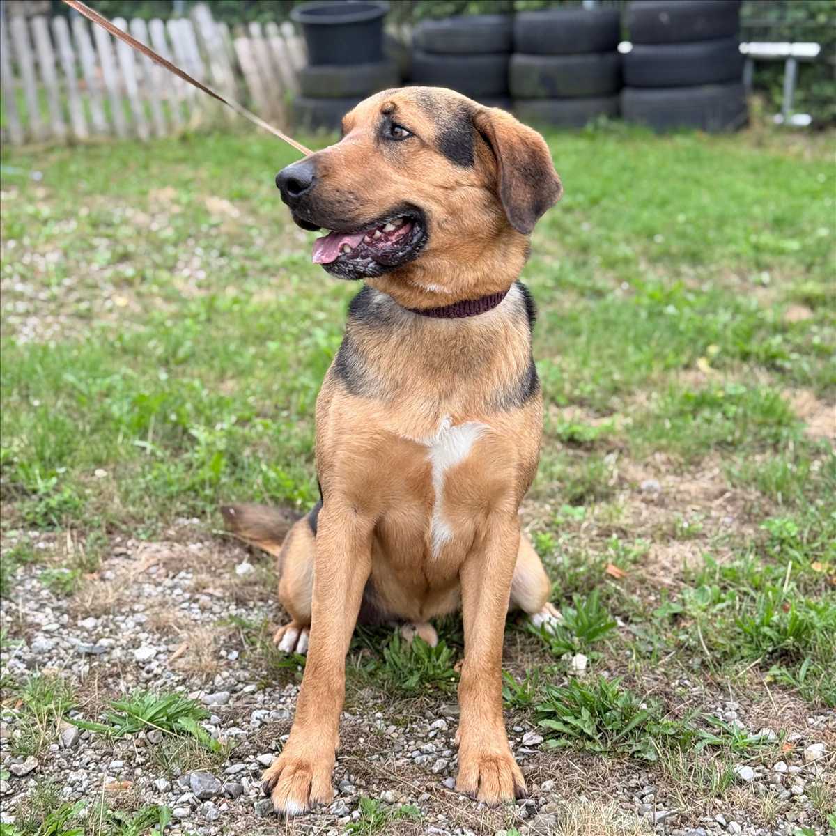 MILO