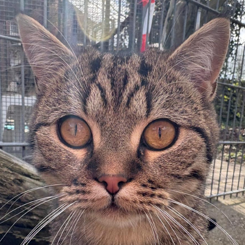 Pino