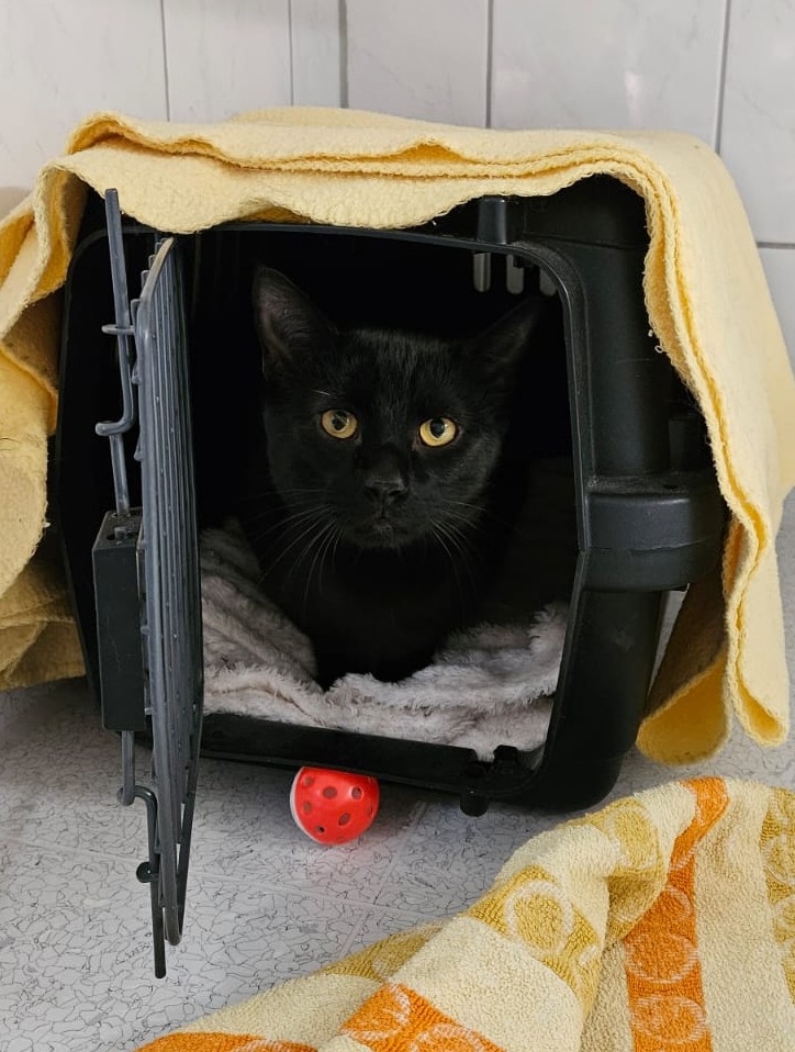 Kylo