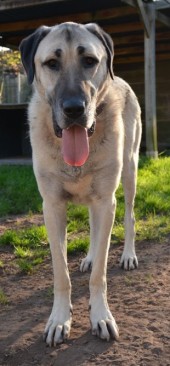 Pamuk
