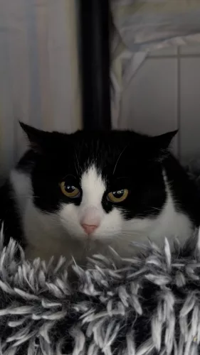 Dori