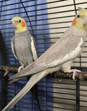 Pippa und Bubu