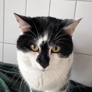 Alfonso
