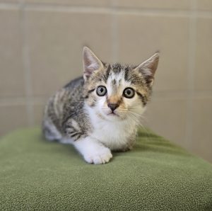 Chloe