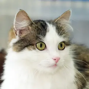Jeanette – EKH, weiblich, 2 Jahre, 90537 Feucht – zur Adoption