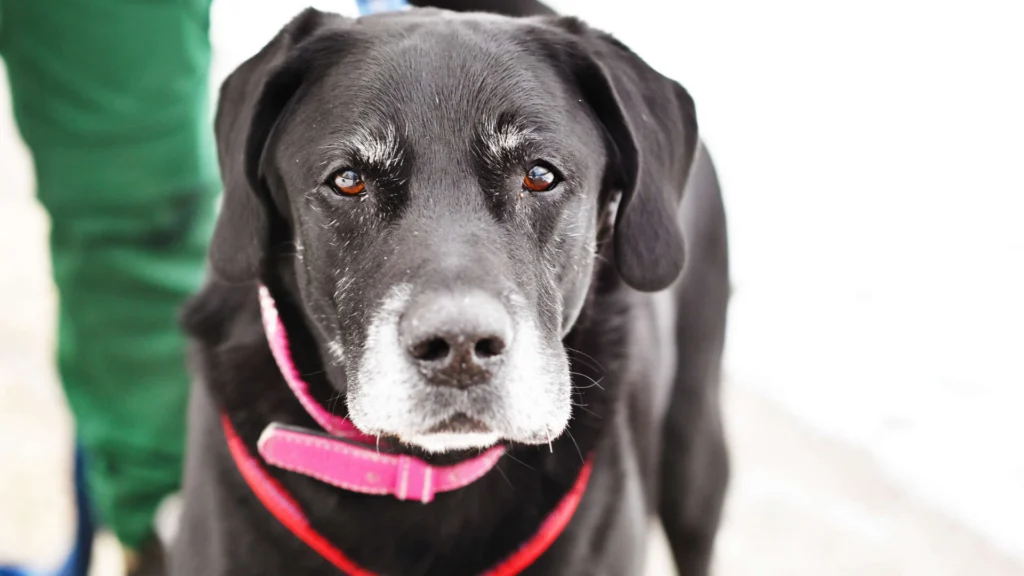 Isak – Labrador-Retriever, männlich, 10 Jahre, 11 Monate, 13057 Berlin – zur Adoption