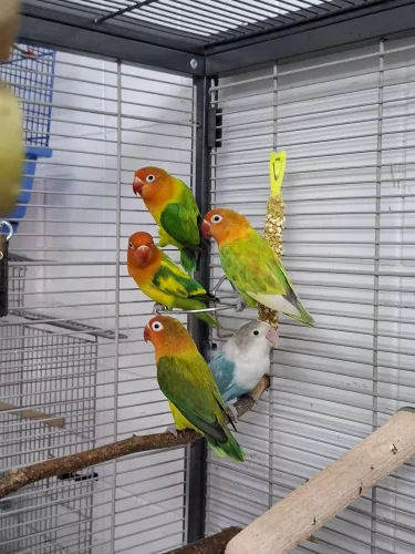 Mango, Apollon, Pandu, Mahonie & Plüsch Prumme