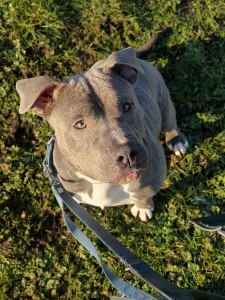 Maya