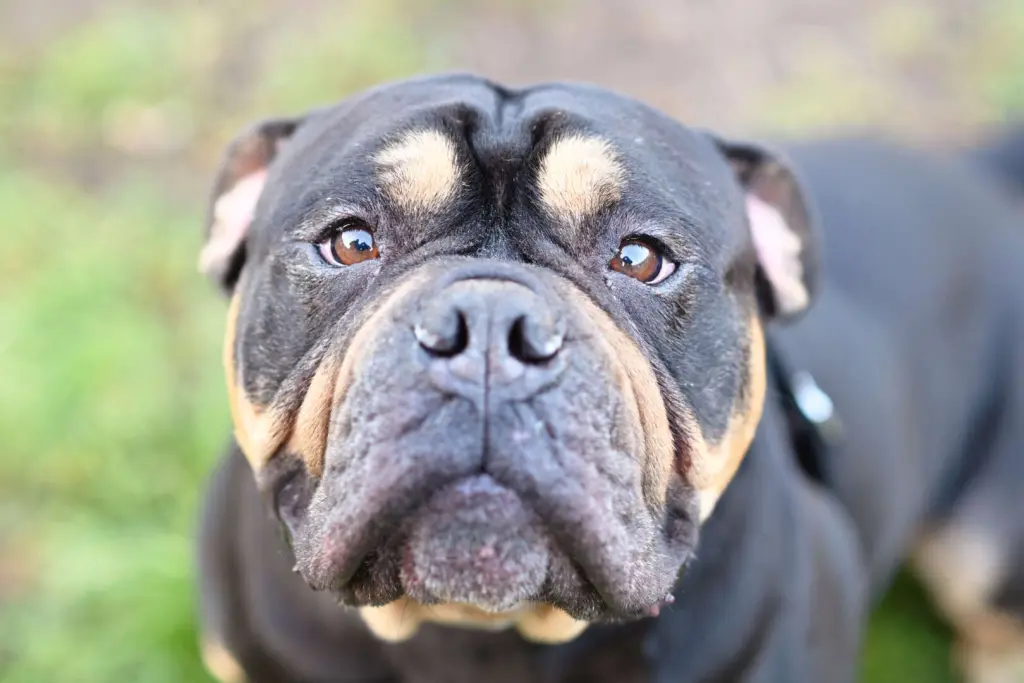 Sam – Olde English Bulldog, männlich, 2 Jahre, 13057 Berlin – zur Adoption