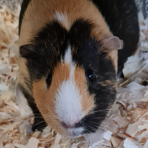 Milo