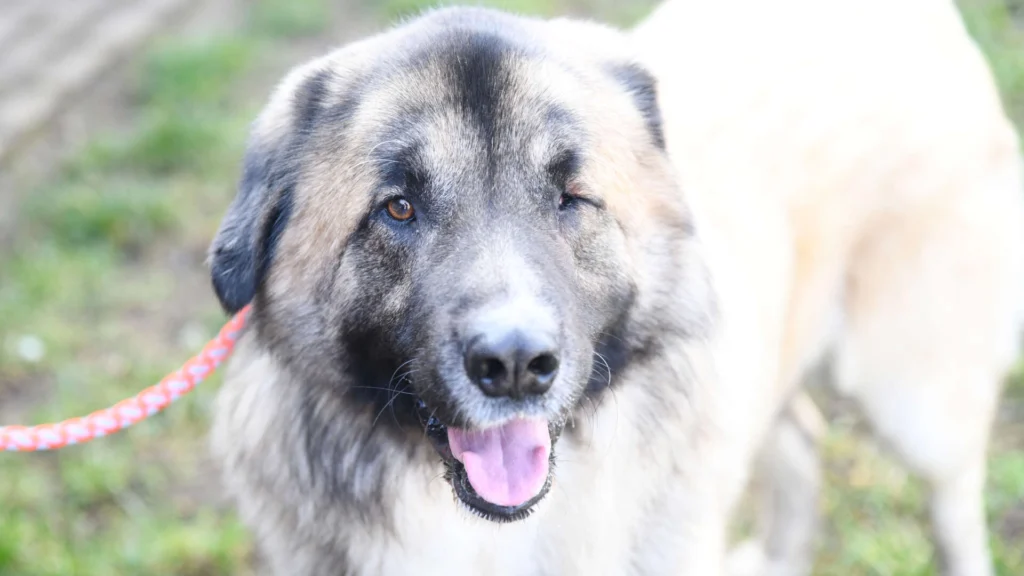 Koda