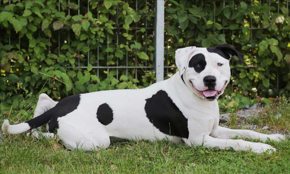 CARLOS