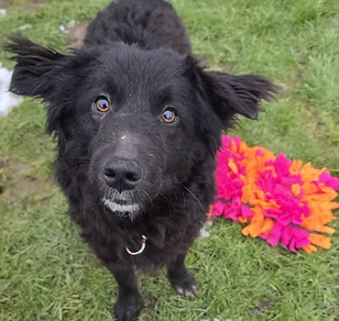 Aktiv für Hunde in Not e.V.