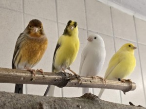 Kanarienvögel mit Megabakterien