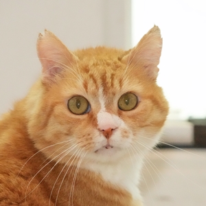 Alfred