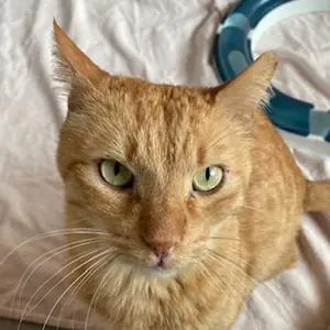 Bubi