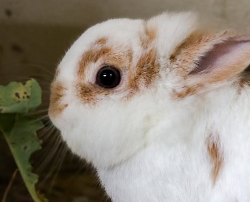 Alfredo – Zwergkaninchen (Löwenköpfchen-Mix), männlich, 1 Jahr, 39576 Stendal – zur Adoption
