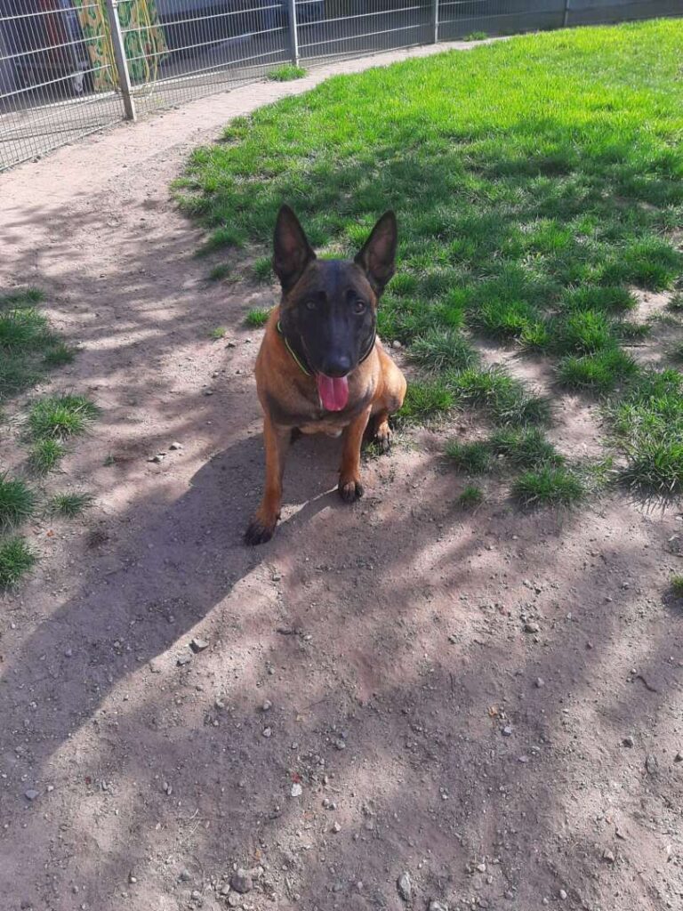 Lio
