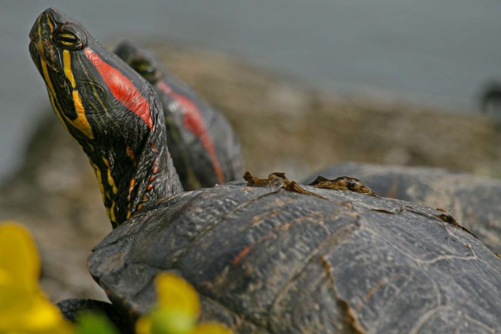 Schmuckschildkröten / Invasivarten