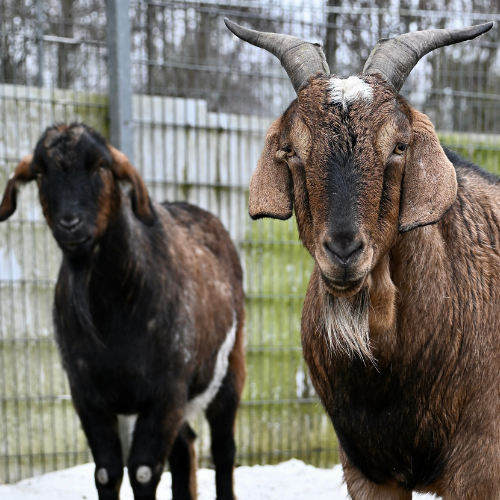 Gandalf und Hank