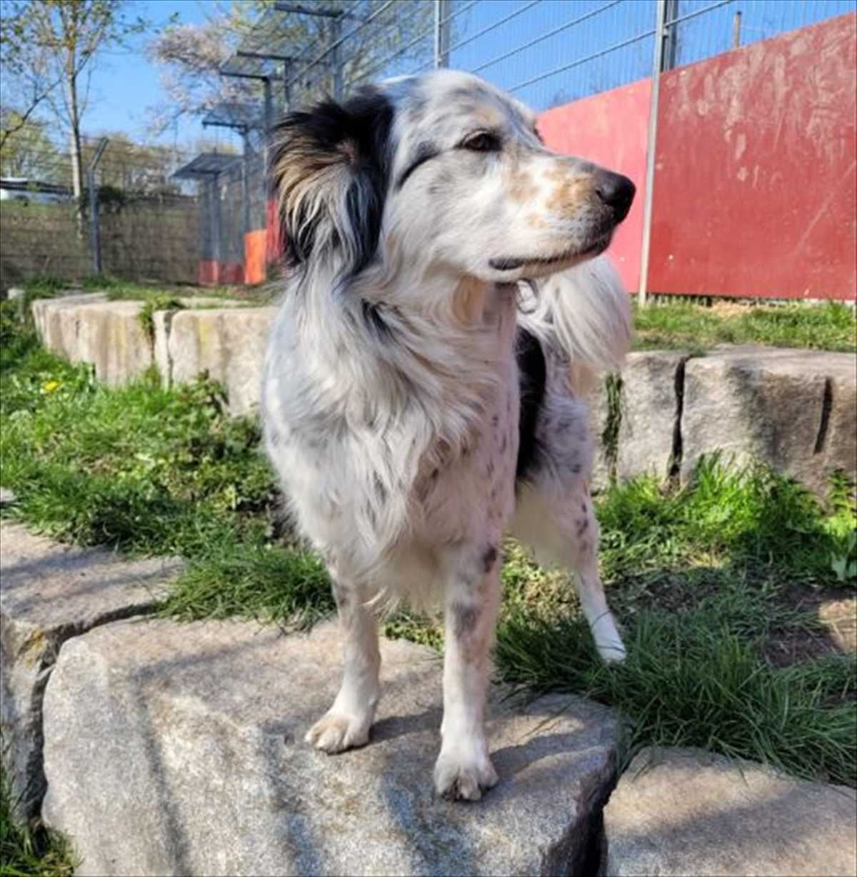 Loki